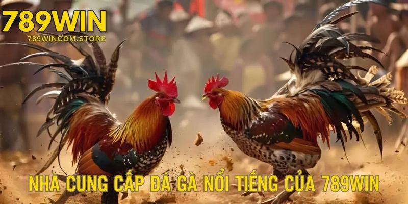 Danh sách 2 nhà cung cấp các trận chọi kê nổi tiếng, uy tín